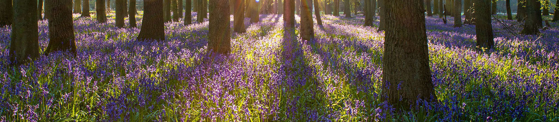 bluebells